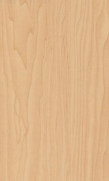Albany Maple